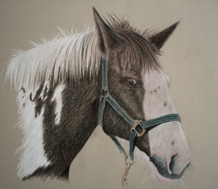 horse drawings in pencil. #39;Polly#39; Drawing pencils on